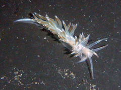 Coryphella cooperi