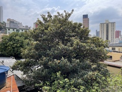 Eriobotrya japonica
