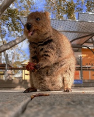 Setonix brachyurus