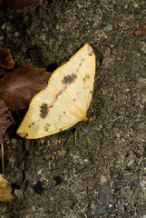 Heterolocha satoi