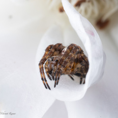 Araneidae