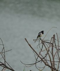 Motacilla maderaspatensis