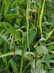 Crassocephalum crepidioides
