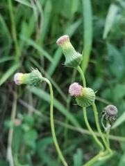 Crassocephalum crepidioides