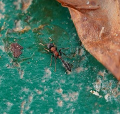 Tetraponera rufonigra