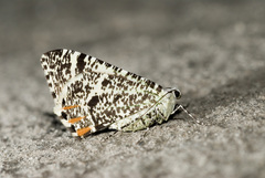 Ourapteryx flavovirens