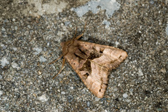 Phlogophora insularis
