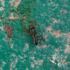Camponotus compressus