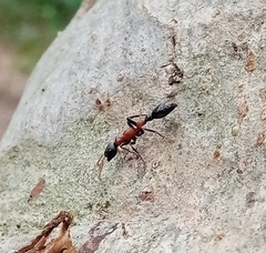 Tetraponera rufonigra