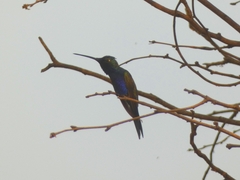 Heliomaster furcifer