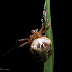 Araneidae