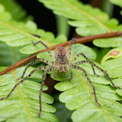 Sparassidae