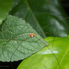 Opiliones