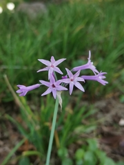 Tulbaghia violacea