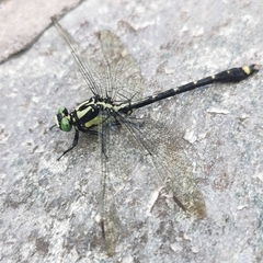 Asiagomphus cuneatus