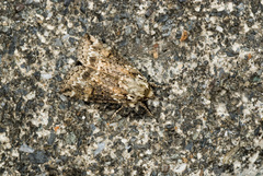 Epipsestis meilingchani