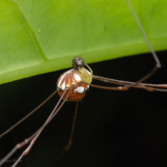 Opiliones