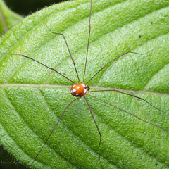 Opiliones