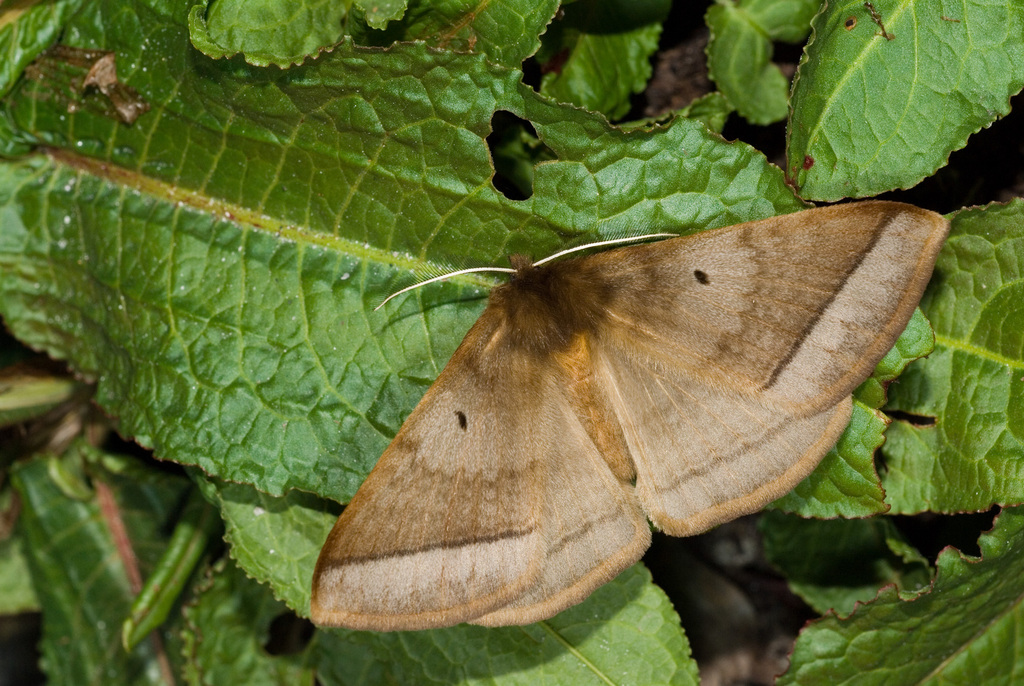 Apona fuliginosa