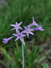 Tulbaghia violacea