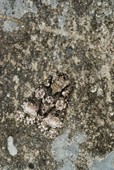 Harmandicrania harmandi