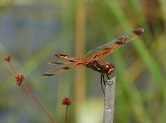 Libellula semifasciata