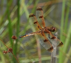 Libellula semifasciata