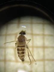 Phorinae
