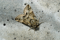 Epipsestis meilingchani