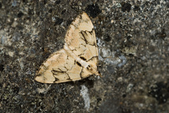 Pennithera manifesta
