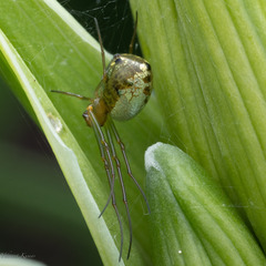 Tetragnathidae