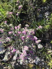 Indigofera glomerata