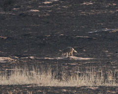 Lupulella mesomelas mesomelas