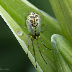 Tetragnathidae