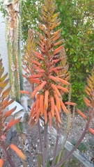 Aloe arborescens