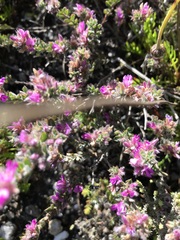 Indigofera glomerata