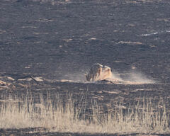 Lupulella mesomelas mesomelas