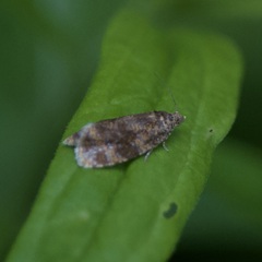 Olethreutes astrologana