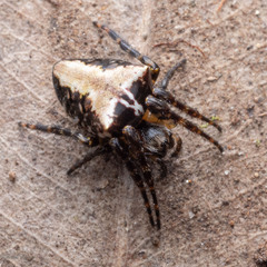 Araneidae
