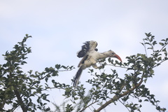 Tockus erythrorhynchus