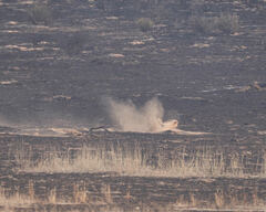 Lupulella mesomelas mesomelas