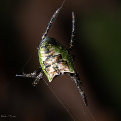 Araneidae