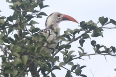 Tockus erythrorhynchus