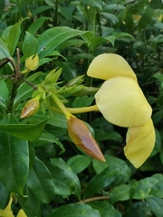 Allamanda cathartica