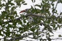 Tockus erythrorhynchus