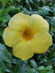 Allamanda cathartica