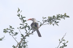 Tockus erythrorhynchus