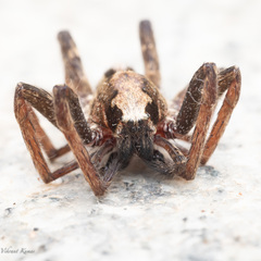Ctenidae