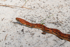 Pantherophis guttatus