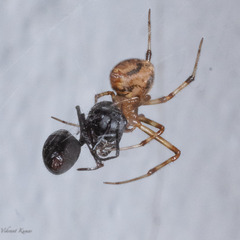 Theridiidae